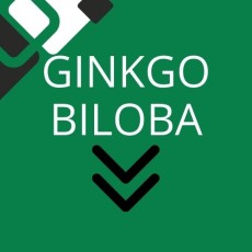 Ginkgo biloba Ginkgo biloba
