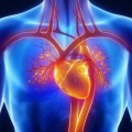 Sistem cardiovascular
