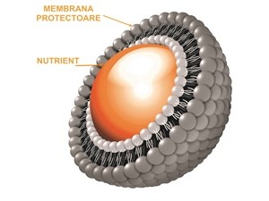 Tehnologia Lipozomală de formulare a medicamentelor