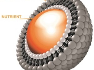 Tehnologia Lipozomală de formulare a medicamentelor Tehnologia Lipozomală de formulare a medicamentelor