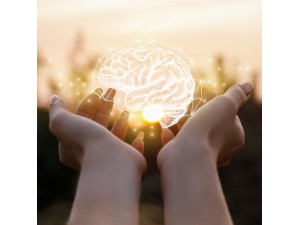 Fosfolipidele: cel mai bun supliment pentru activitatea creierului