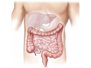 Îmbunătăţeşte-ţi sănătatea intestinală cu Vitamina C și Acidul R-Alfa Lipoic
