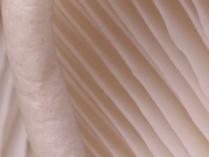 5 Lucruri la care sa fii atent inainte sa cumperi suplimente cu ciuperci terapeutice 5 Lucruri la care sa fii atent inainte sa cumperi suplimente cu ciuperci terapeutice